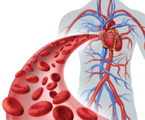Angiogenesis creates new blood vessels