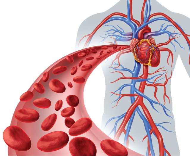Angiogenesis creates new blood vessels