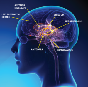 Components of the brain limbic system