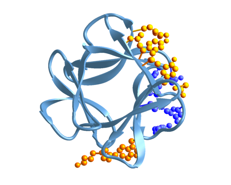 FGF-1 Protein