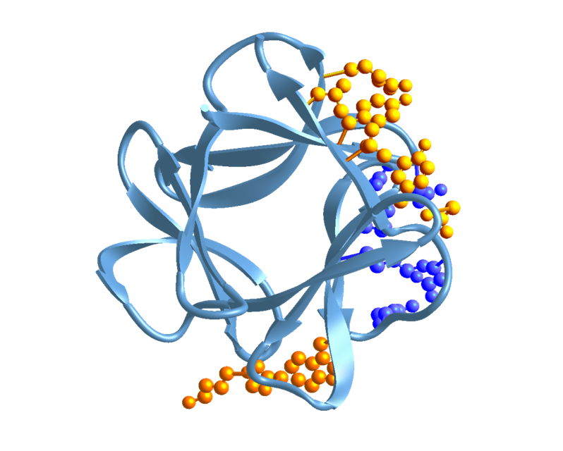 FGF-1 Protein