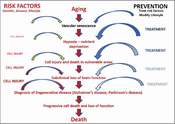Vascular dysfunction and senescence as a precipitating cause of neurodegenerative diseases