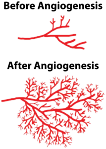 Blood vessel growth before and after angiogenesis